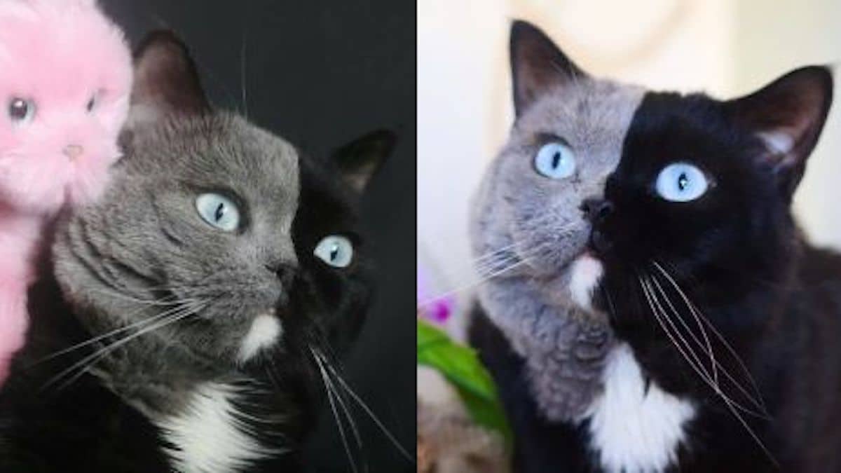Un chat au visage bicolore est le père de deux chatons qui partagent leurs couleurs.