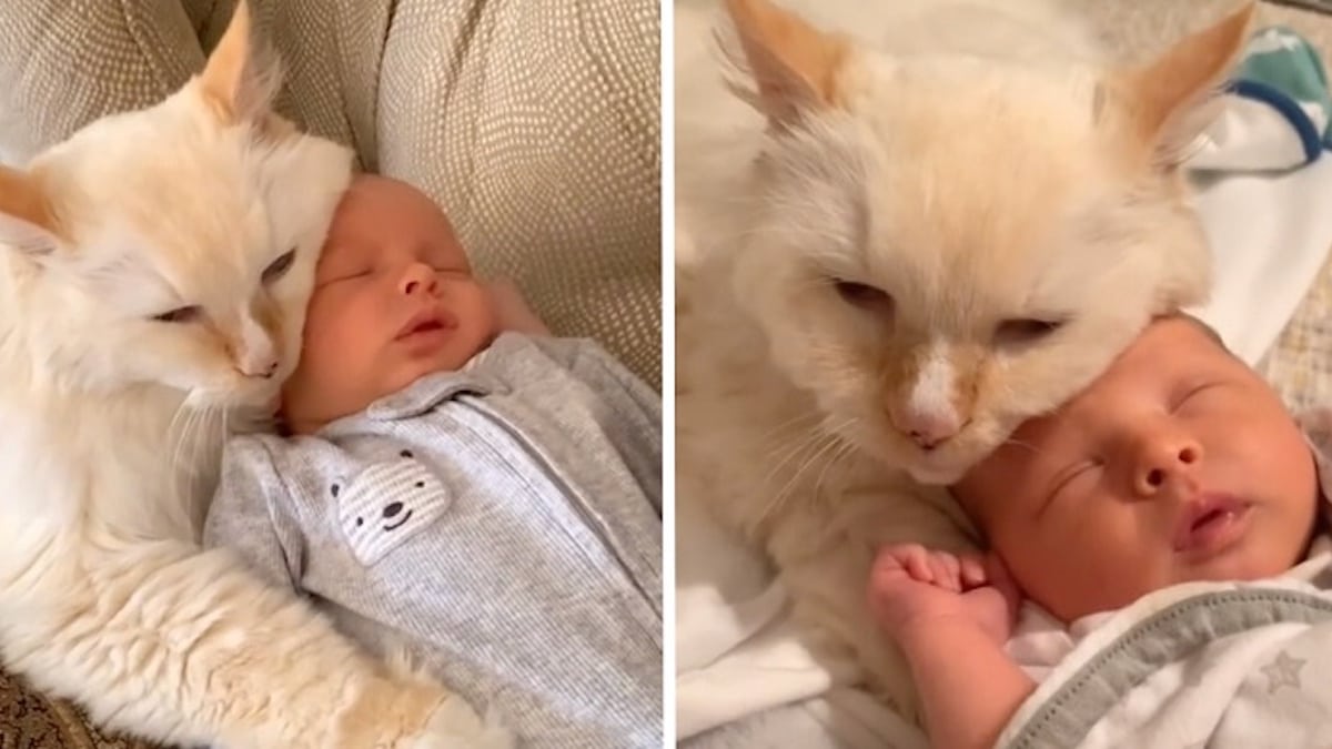Un chat joue le rôle de "grand frère" pour le nouveau-né d'une famille