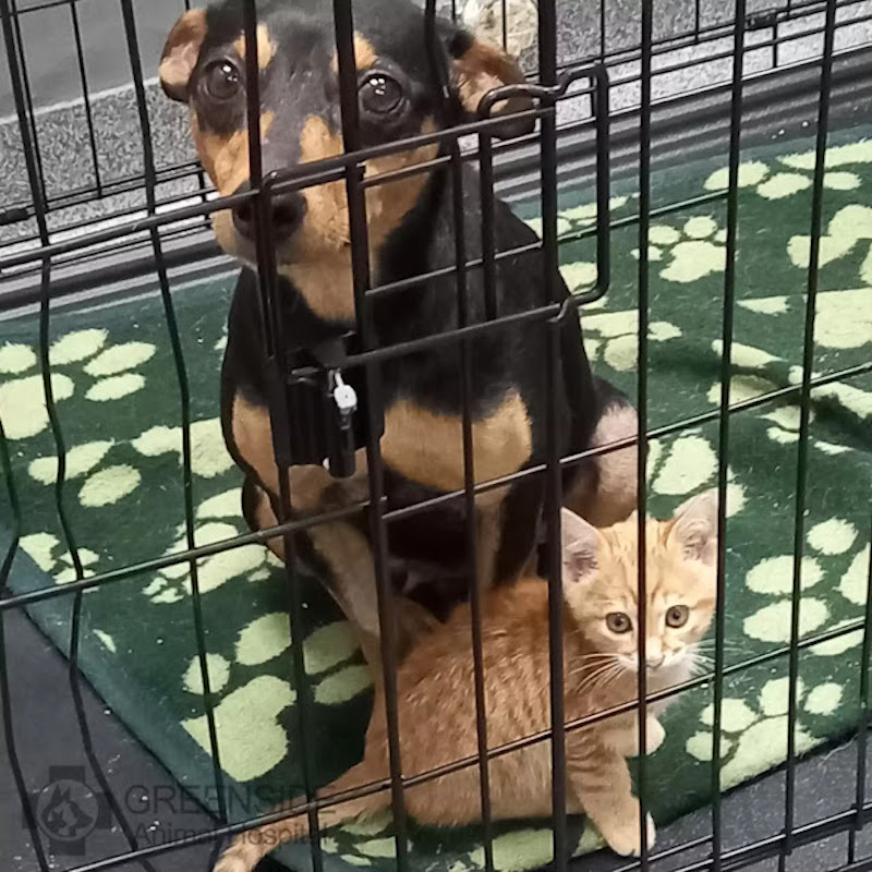 Un Chat S Echappe De Sa Cage Pour Reconforter Un Chien Malade Effraye Chez Le Veterinaire