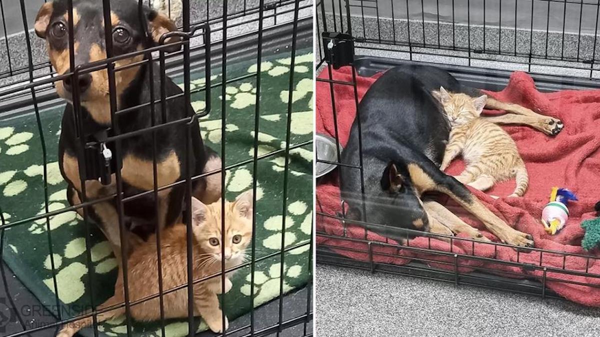 Un chat s'échappe de sa cage pour réconforter un chien malade et effrayé chez le vétérinaire.