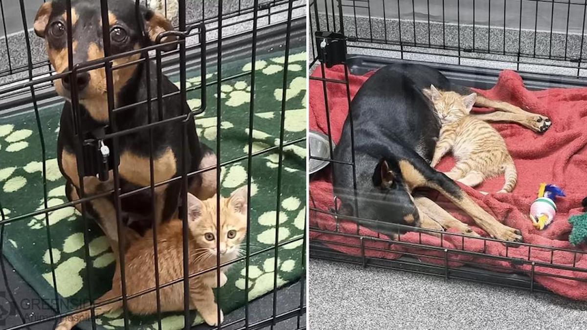 Un Chat S Echappe De Sa Cage Pour Reconforter Un Chien Malade Effraye Chez Le Veterinaire
