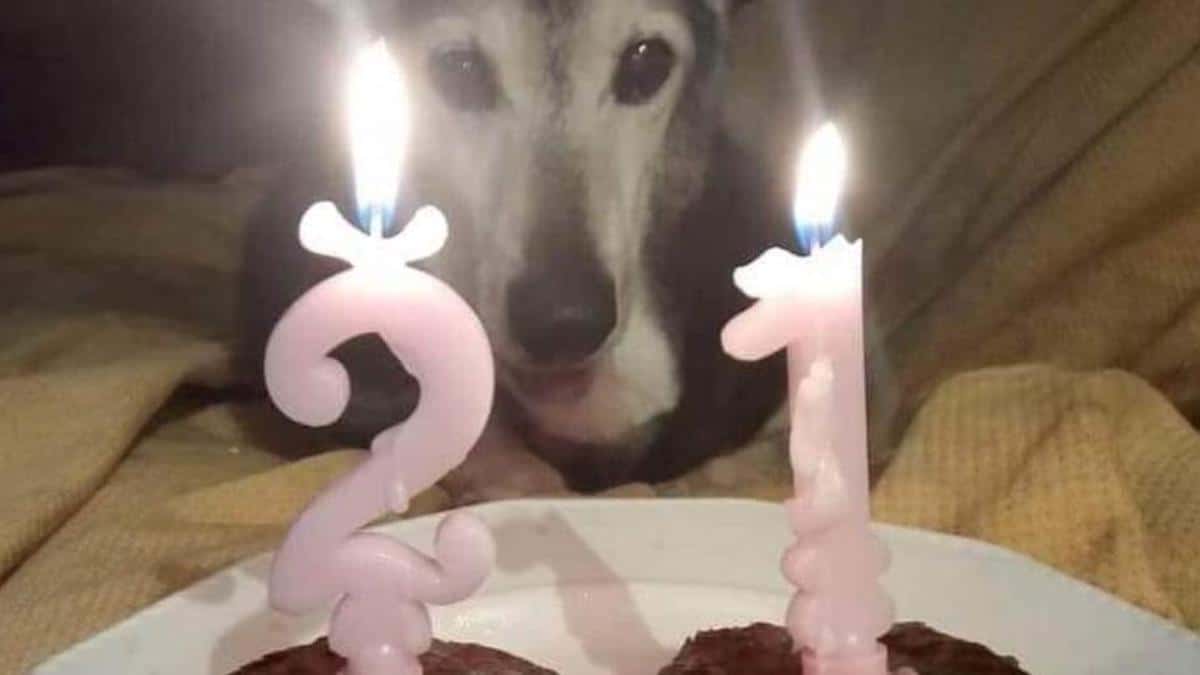 Un chien adopté à 18 ans fête son 21e anniversaire