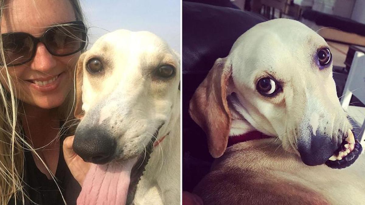 Un chien au visage déformé devient une star de l'internet