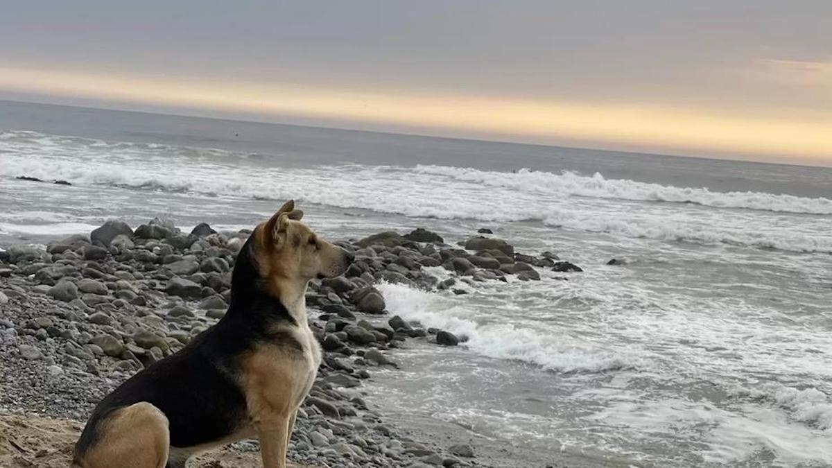 Un chien continue à regarder la mer en attendant le retour de son maître, un pêcheur décédé.