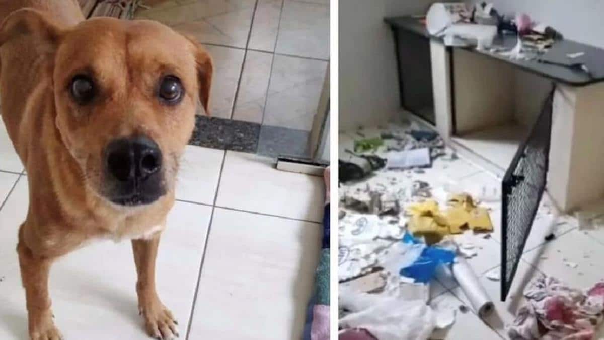Un chien "détruit" une clinique vétérinaire après avoir découvert à son réveil qu'il avait été stérilisé.
