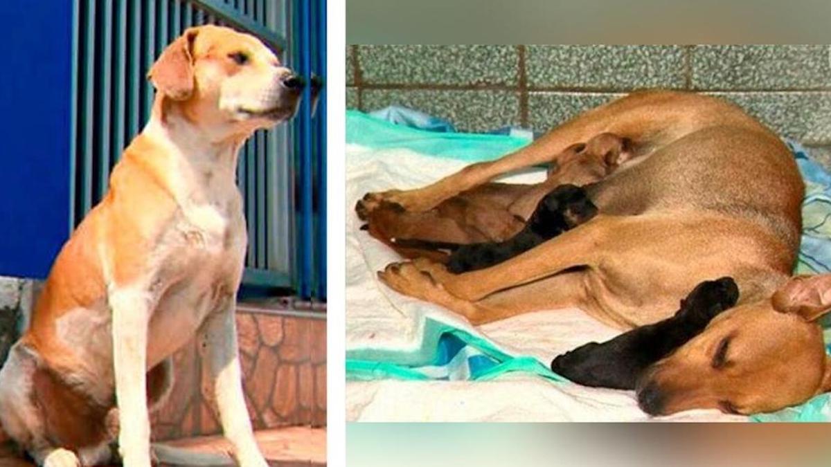 Un chien emmène la mère de ses chiots chez le vétérinaire pour mettre bas et attend à la porte