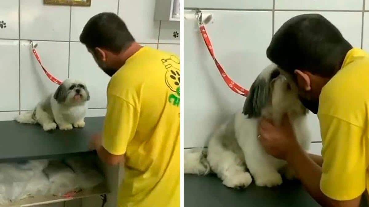 Un chien exigeant n'accepte d'être soigné par son toiletteur préféré que s'il ne se fâche pas.