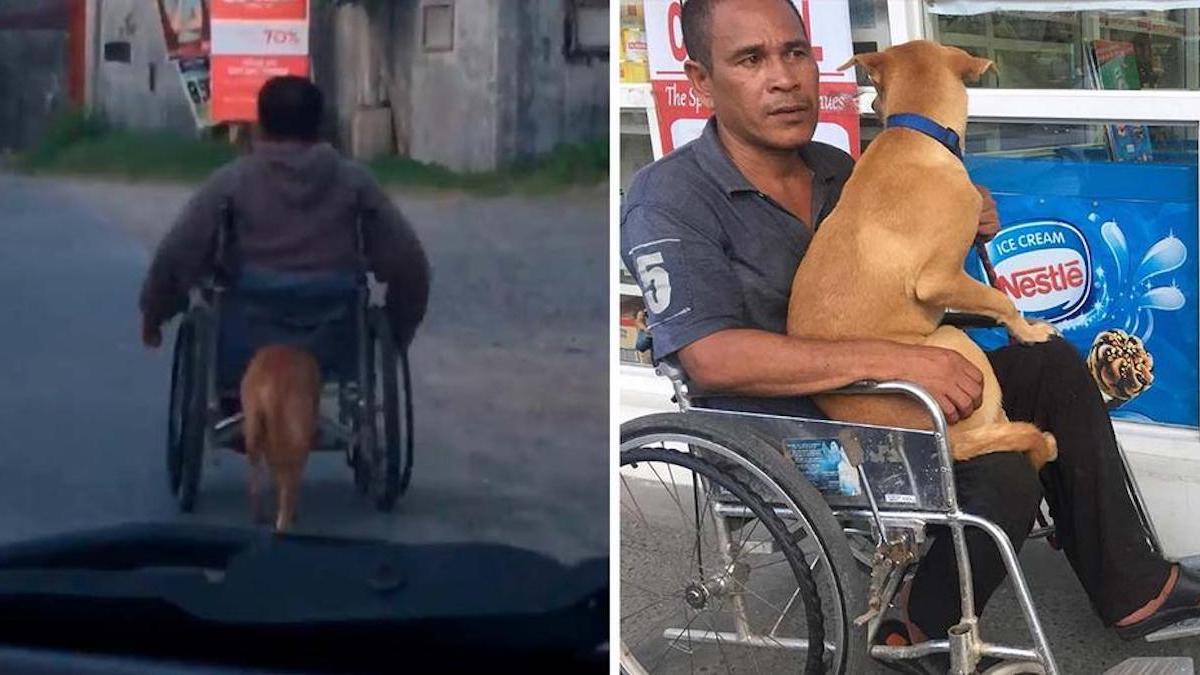 Un chien fidèle poussant le fauteuil roulant d'un homme handicapé
