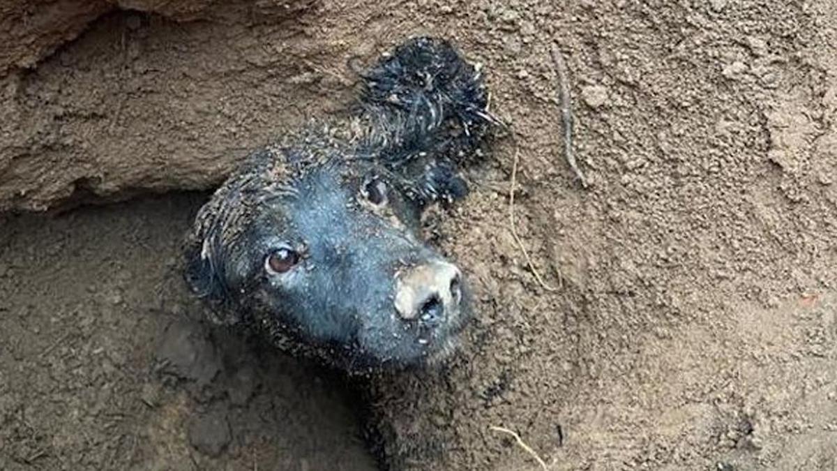 Un chien piégé sous terre pendant plus de 60 heures est enfin sauvé