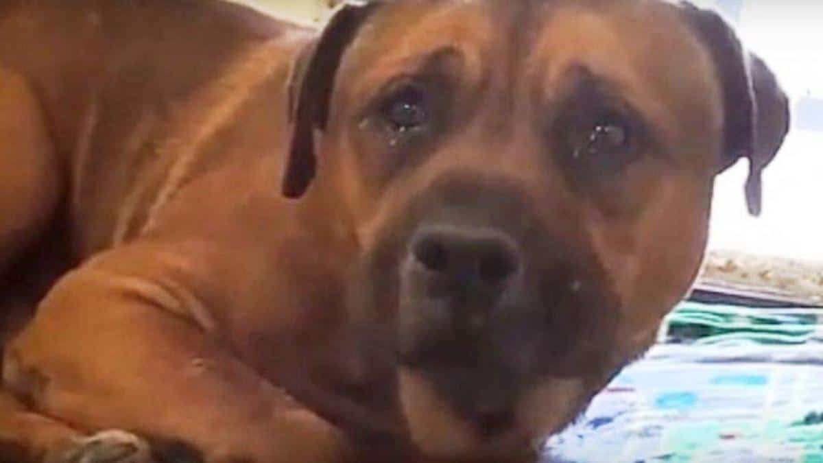 Un chien pleure le cœur brisé après avoir été abandonné dans un refuge et séparé de son frère