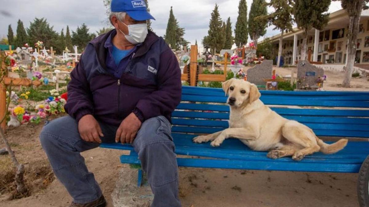 Un chien qui n'a jamais quitté le cimetière après la mort de son maître réconforte désormais les gens