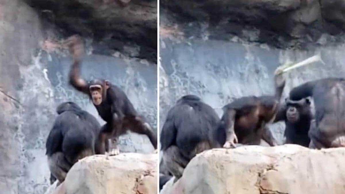 Un chimpanzé jette des pierres sur les visiteurs du zoo, son père sort une branche pour le frapper