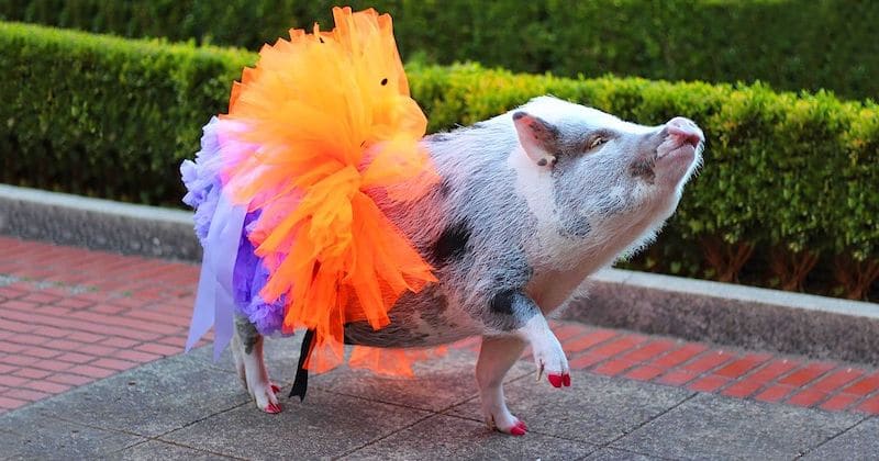 Un cochon animal de thérapie certifié aide les passagers de l'aéroport de San Francisco à vaincre leur peur de l'avion.