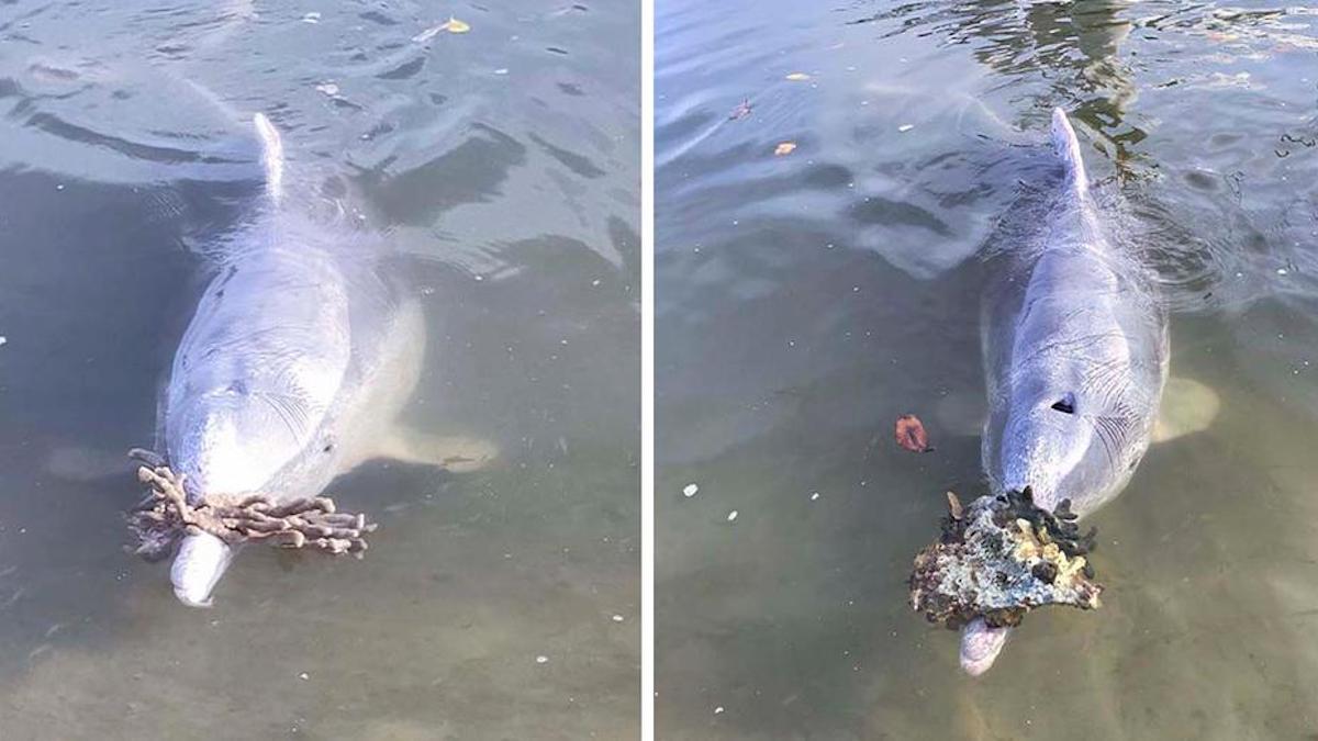 Un dauphin apporte des cadeaux aux humains depuis le fond de l'océan en échange de nourriture