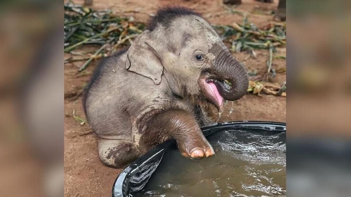 Un éléphant profite de son premier bain après avoir été sauvé d'un cirque