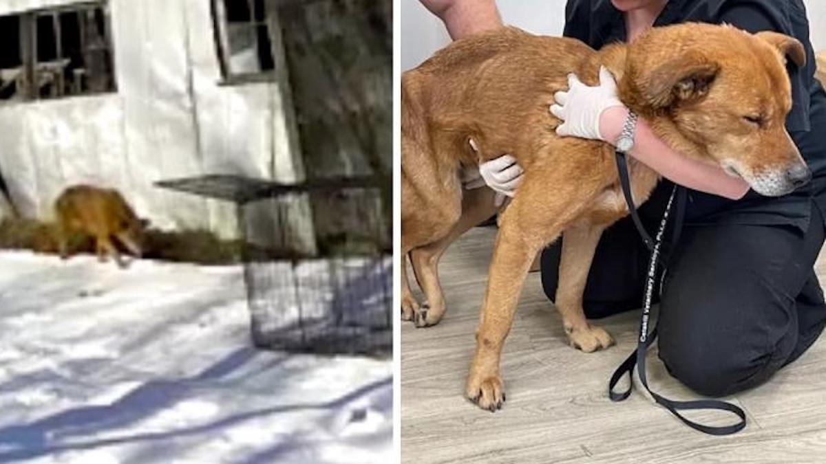 Un fidèle chien a parcouru 130 kilomètres pour retrouver sa famille