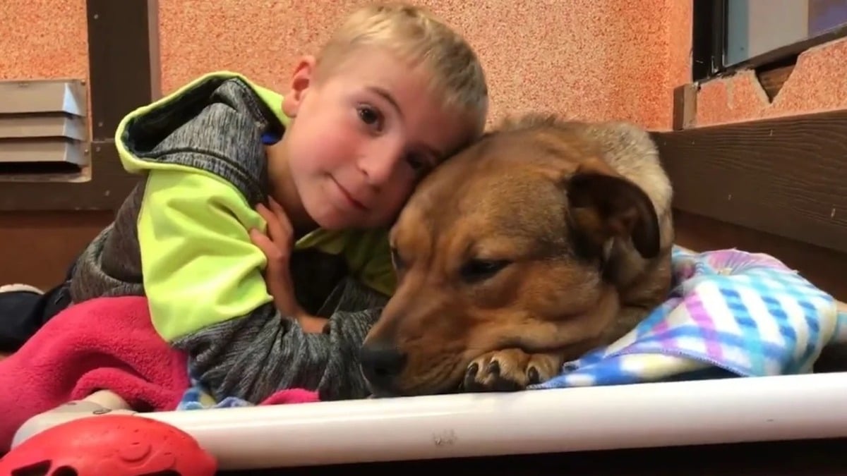 Un garçon de sept ans sauve plus de 1 200 chiens d'une mort imminente