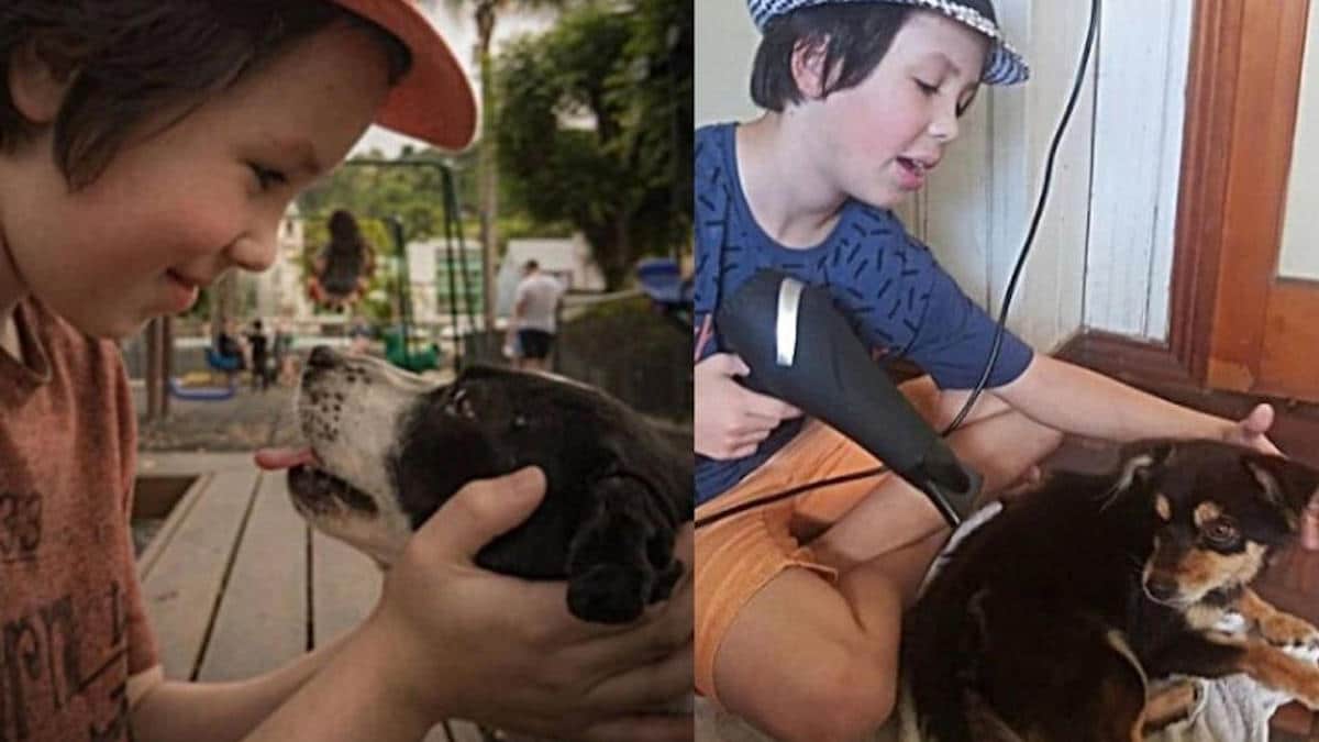 Un garçon donne un bain aux chiens des rues pour les aider à trouver une famille