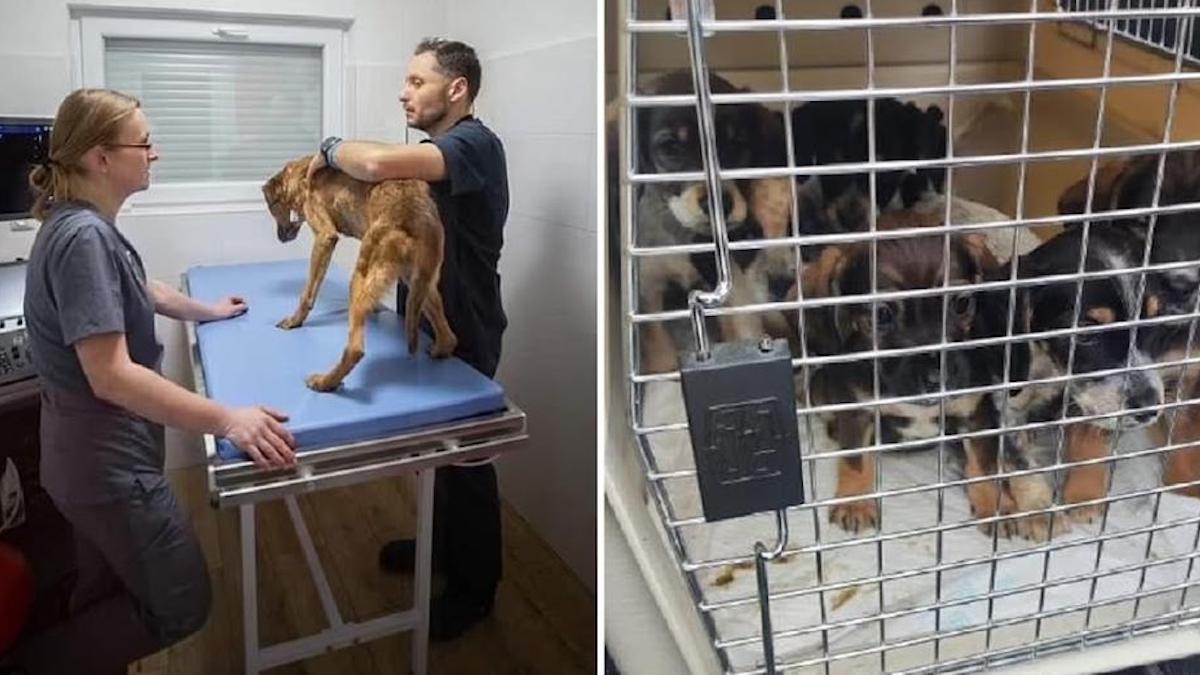 Un héros polonais risque sa vie pour sauver plus de 100 chiens et chats pris au piège en Ukraine