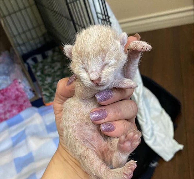 baby