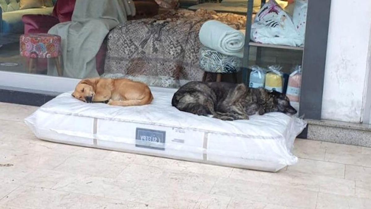 Un magasin installe un matelas à l'extérieur pour les chiens sans abri
