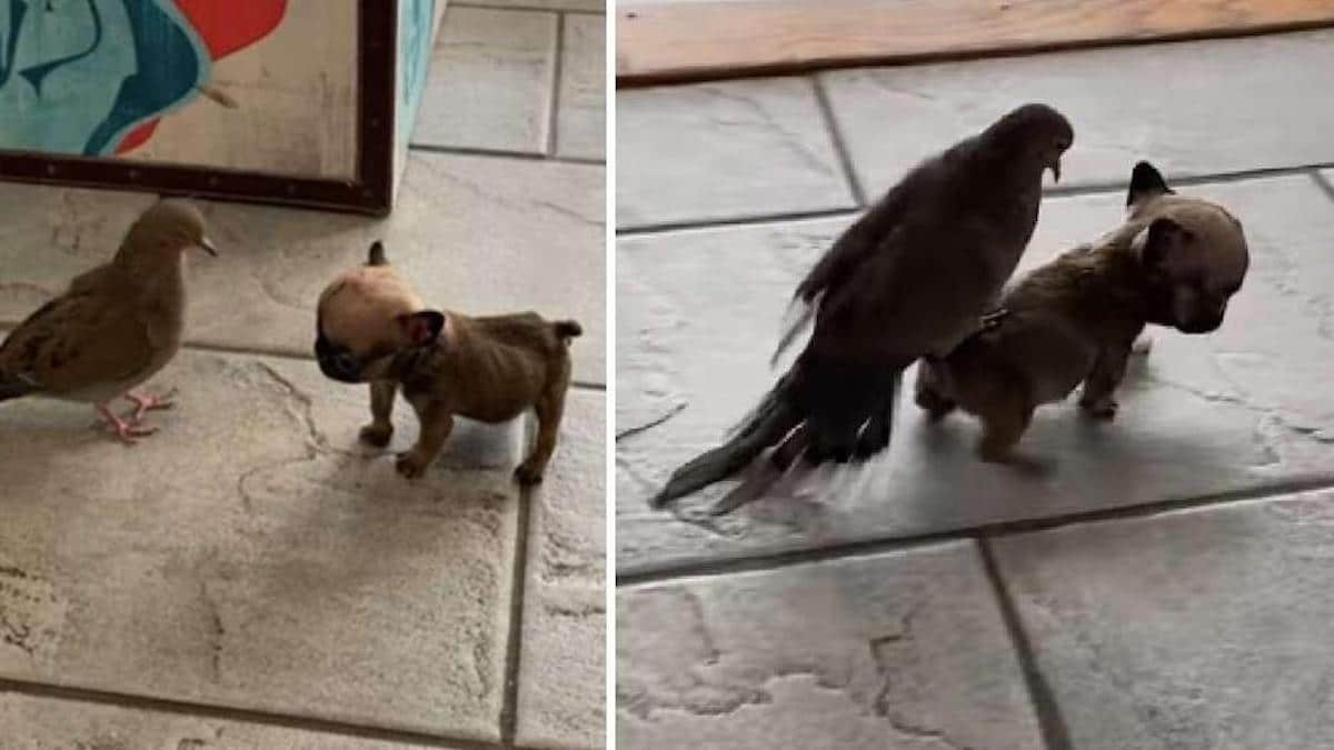 Un petit chiot adore faire des promenades dans la maison à son meilleur ami le pigeon.