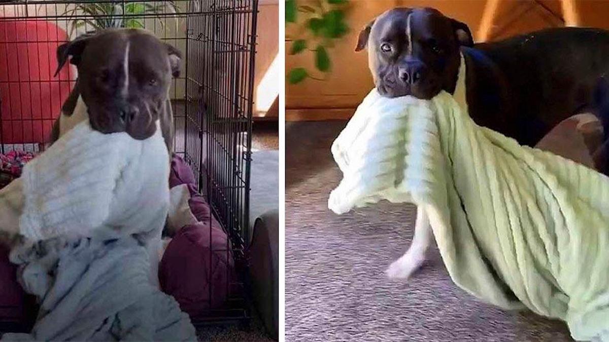 Un pitbull sauvé de la maltraitance se promène avec sa couverture partout dans sa maison