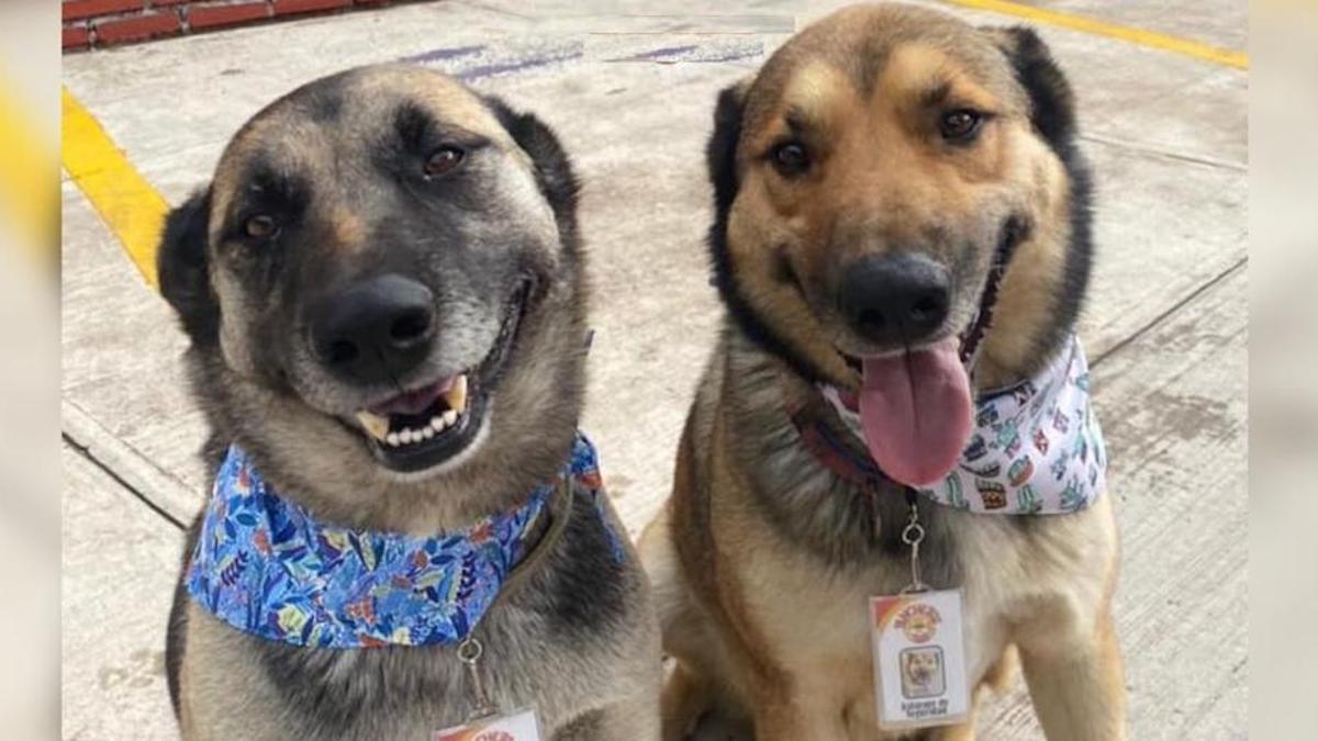 Un restaurant adopte deux chiens sans abri qui deviennent les meilleurs employés de l'entreprise.