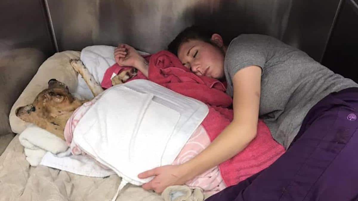 Un vétérinaire se glisse dans un chenil pour dormir à côté du chien qui a survécu à l'incendie.