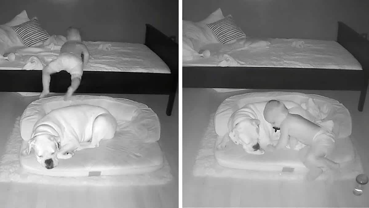 Une caméra filme un enfant qui se faufile hors du lit pour dormir avec un chien.