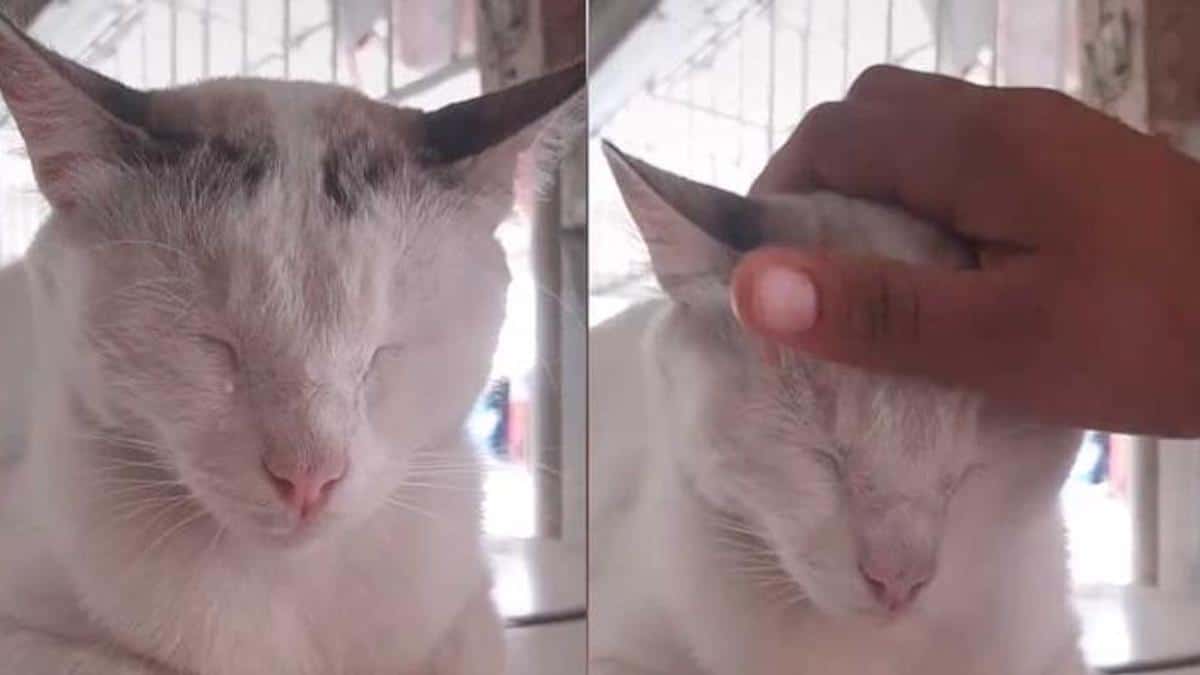 Une chatte surprise en train de pleurer après avoir perdu deux chatons