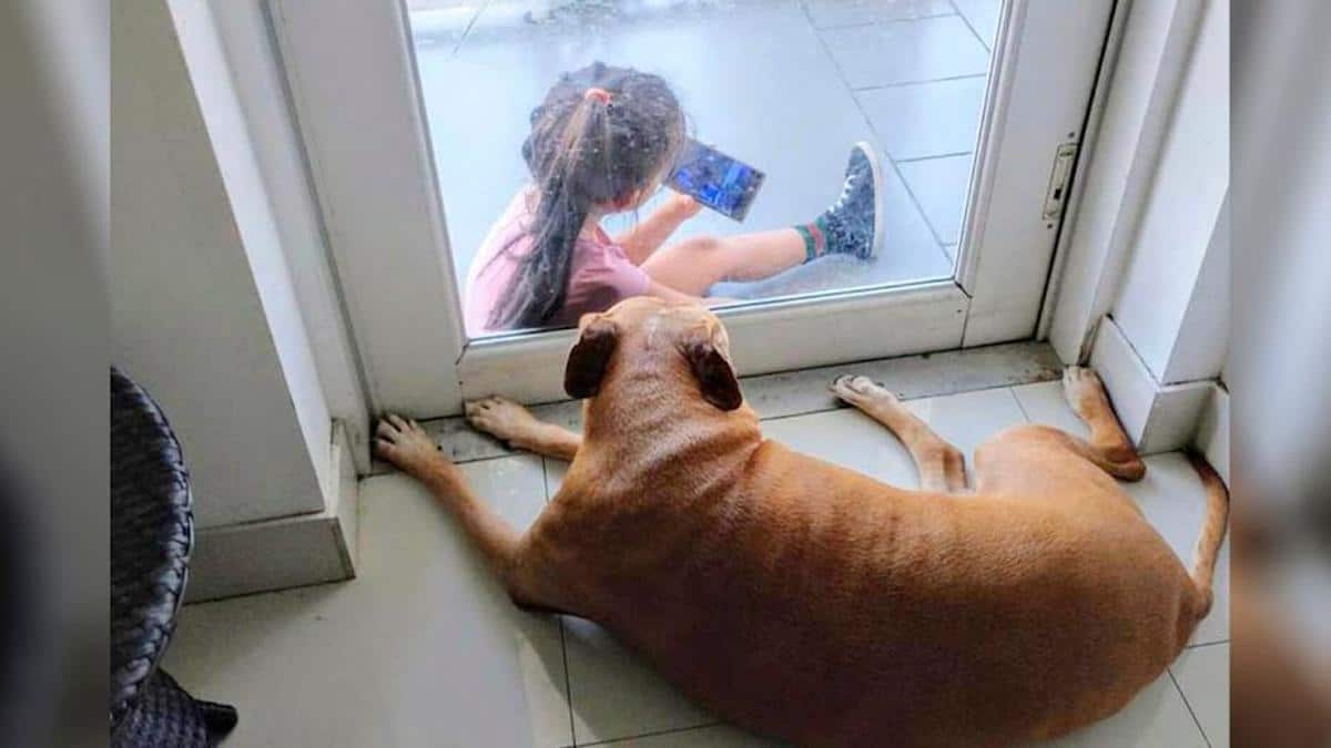 Une chienne âgée crée un lien très mignon avec une fille à travers une porte.