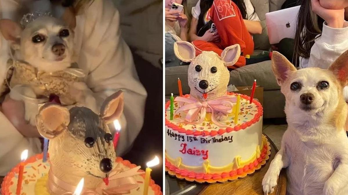 Une chienne chihuahua est très heureuse que sa famille lui ait organisé une fête pour son 15e anniversaire.
