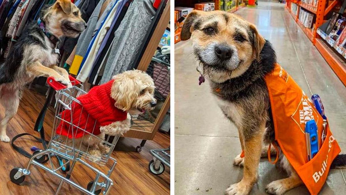 Une chienne errante devient la meilleure employée d'un magasin