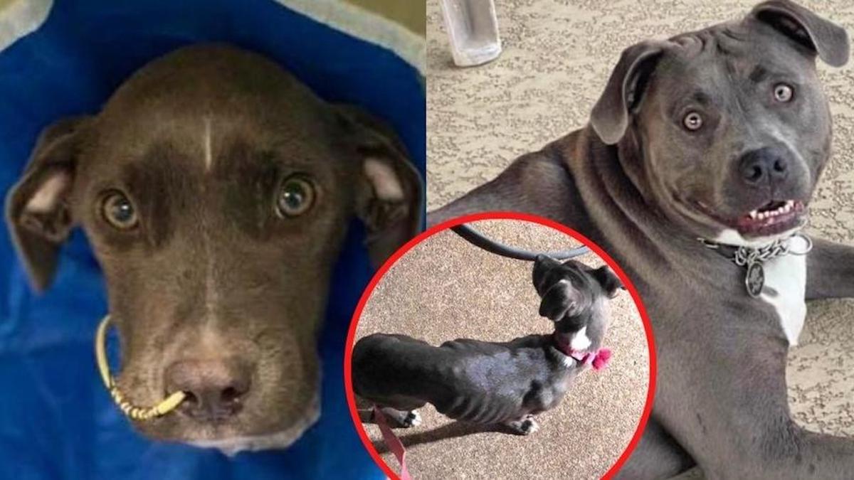 Une chienne mal nourrie et à l'air triste a été sauvée et est maintenant la chienne la plus choyée du monde.