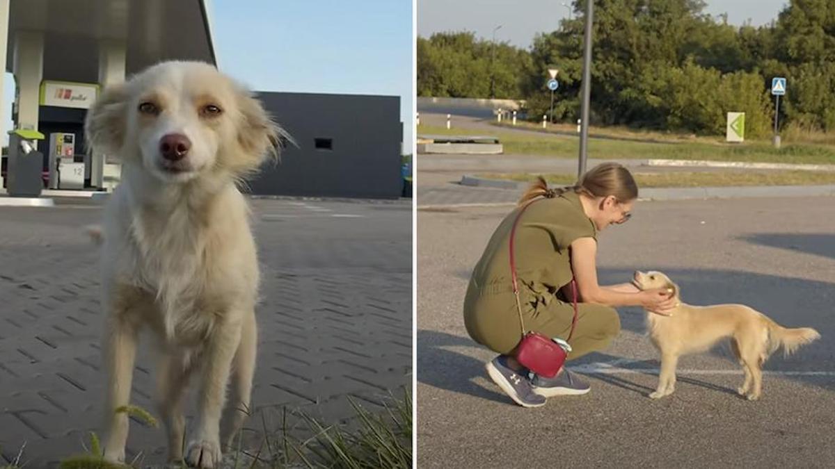 Une chienne sans abri court vers une femme dans une station-service en suppliant d'être adoptée.