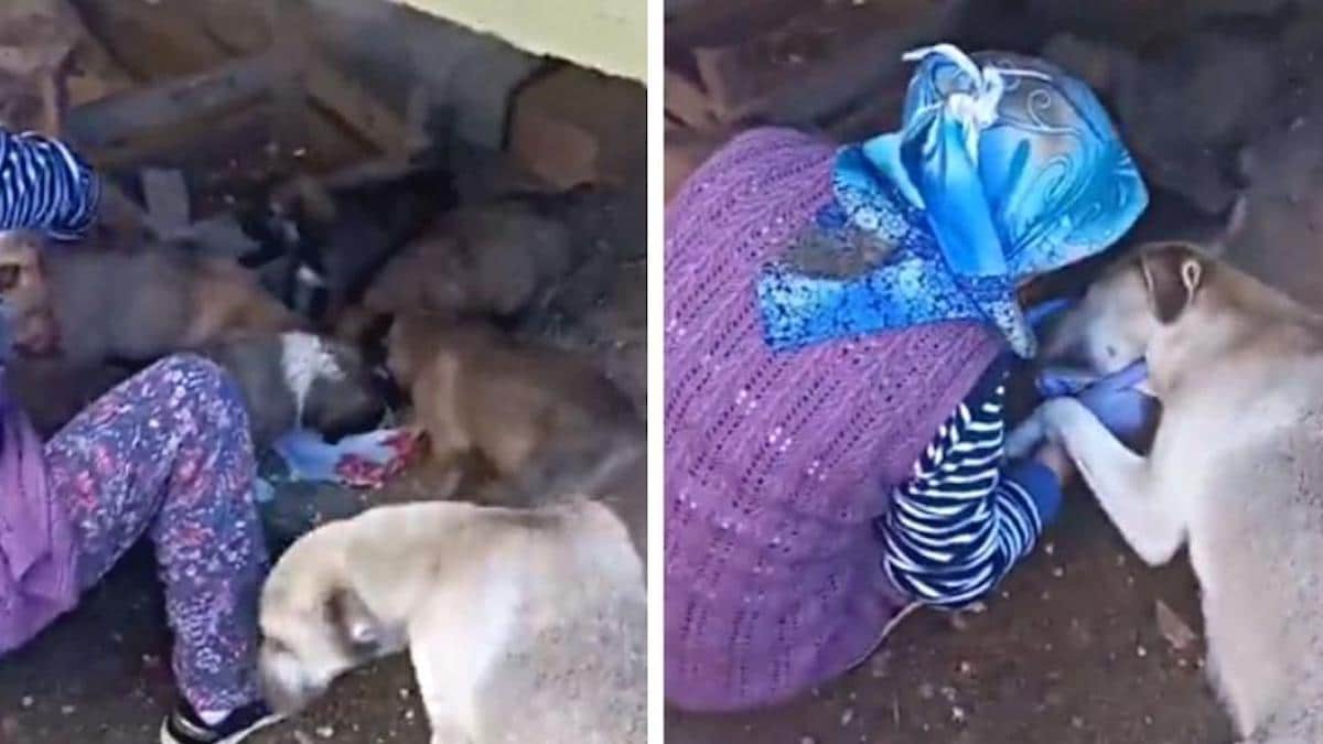Une chienne sans abri remercie une femme d'avoir nourri ses chiots