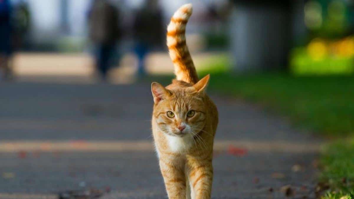 Une curieuse méthode japonaise pour retrouver les chats perdus