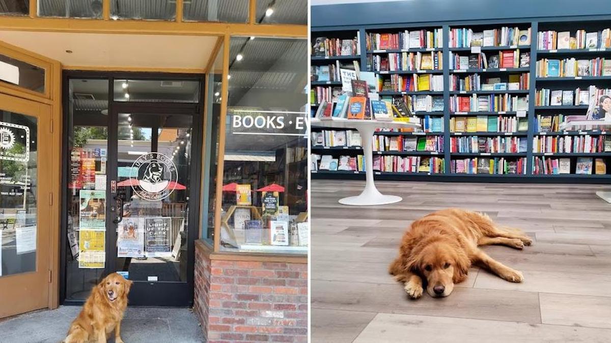 Une famille donne le nom de leur chienne à une librairie et en fait la directrice du magasin.