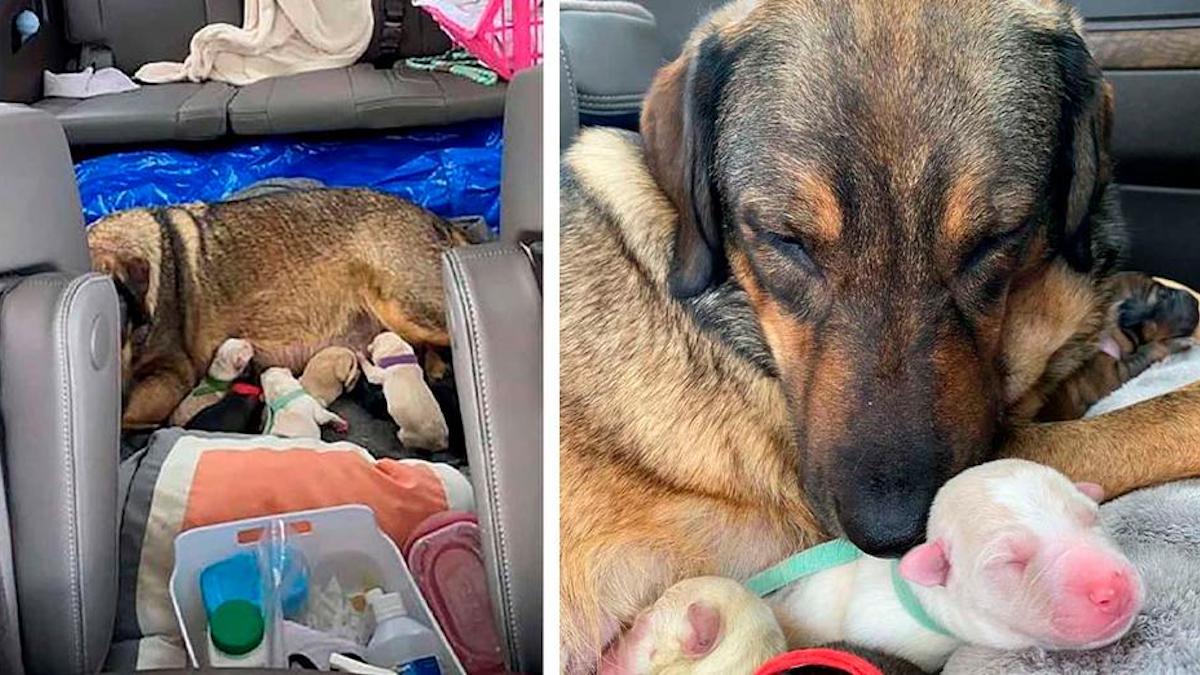 Une famille texane passe 12 heures en voiture pour que sa chienne puisse accoucher en pleine chaleur