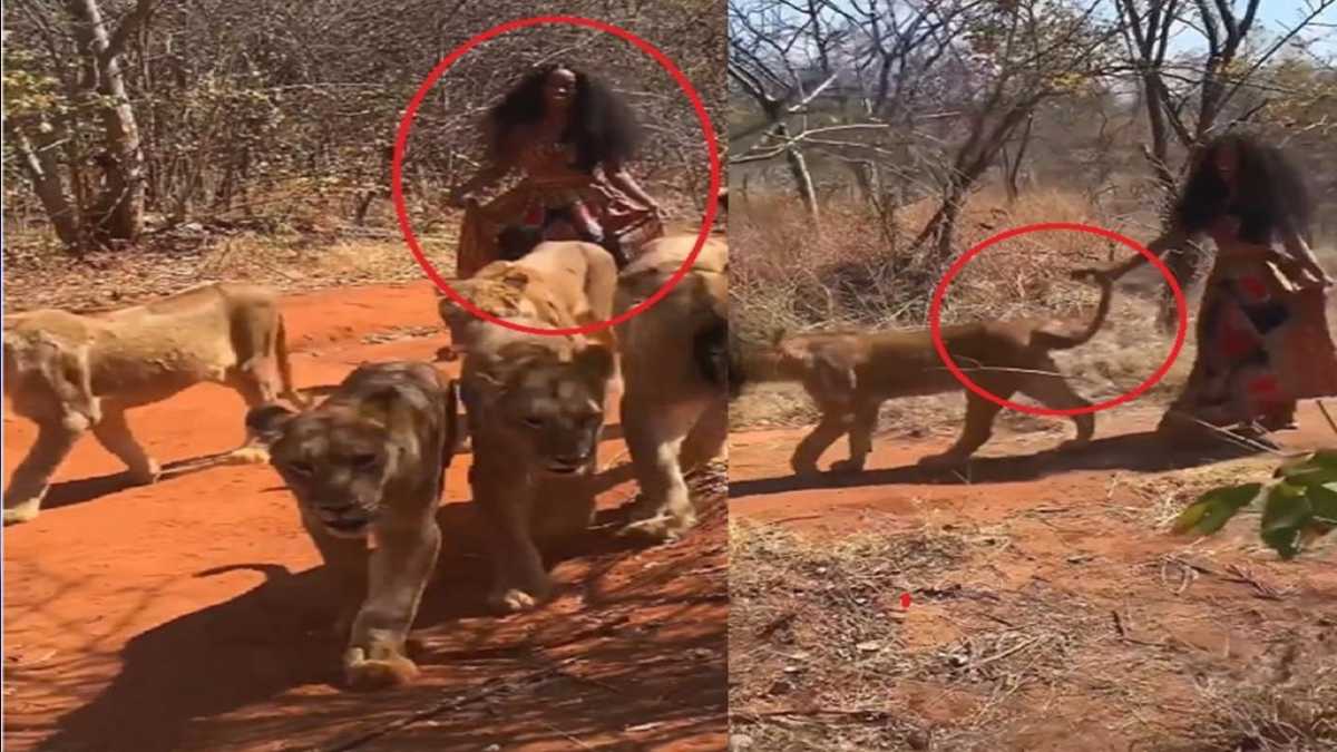 Une femme courageuse marche avec un groupe de lionnes dans la jungle, regardez la vidéo virale