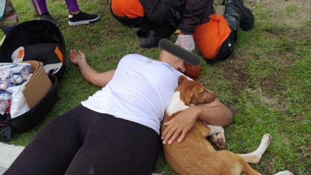 Une femme est victime d'un accident pour éviter d'écraser une chienne, qui ne la quittera plus jusqu'à ce qu'elle reçoive de l'aide.