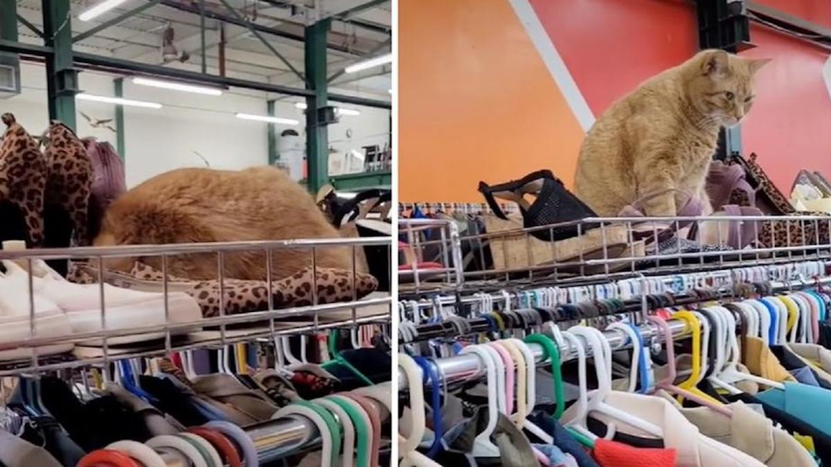 Une femme trouve un chapeau en fourrure, mais il s'avère que c'était un chat, le gérant du magasin.