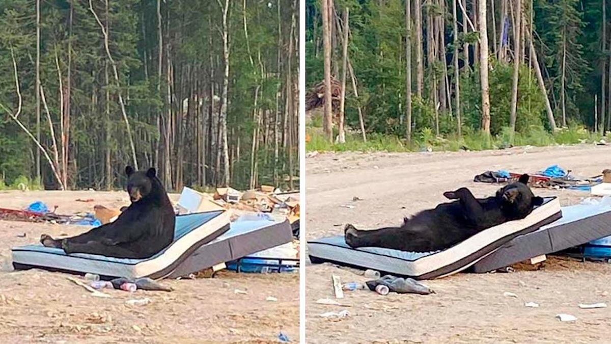 Une femme trouve un ours dans une décharge en train de faire une sieste relaxante