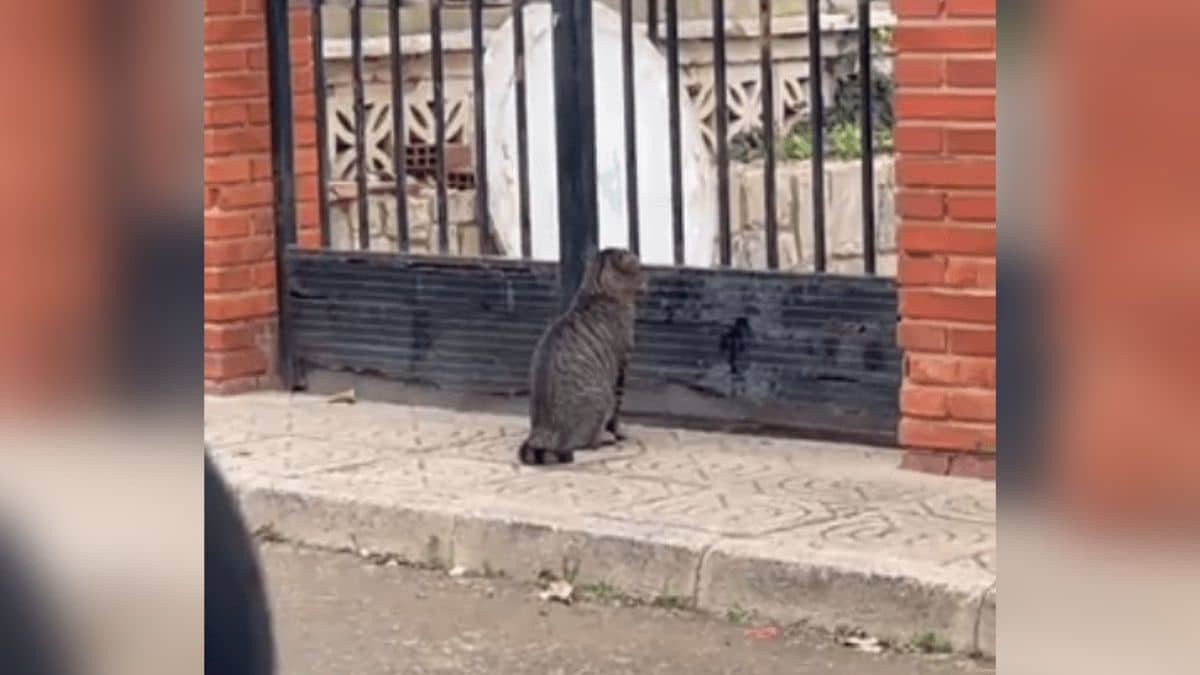 Une jeune femme surprend son chat en train de se faire passer pour un sans-abri pour être nourri
