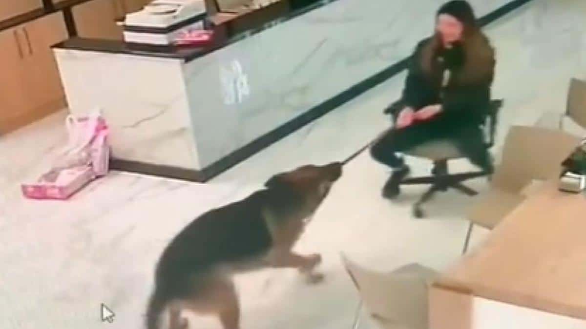 Une jeune femme va au travail et devient virale sur TikTok en s'amusant à jouer avec son chien.