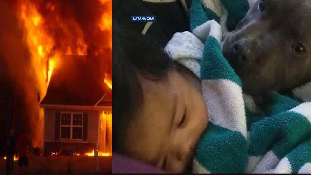 Une maison en feu avec un bébé à l'intérieur, un héros pitbull attrape le bébé par sa couche et le sauve.