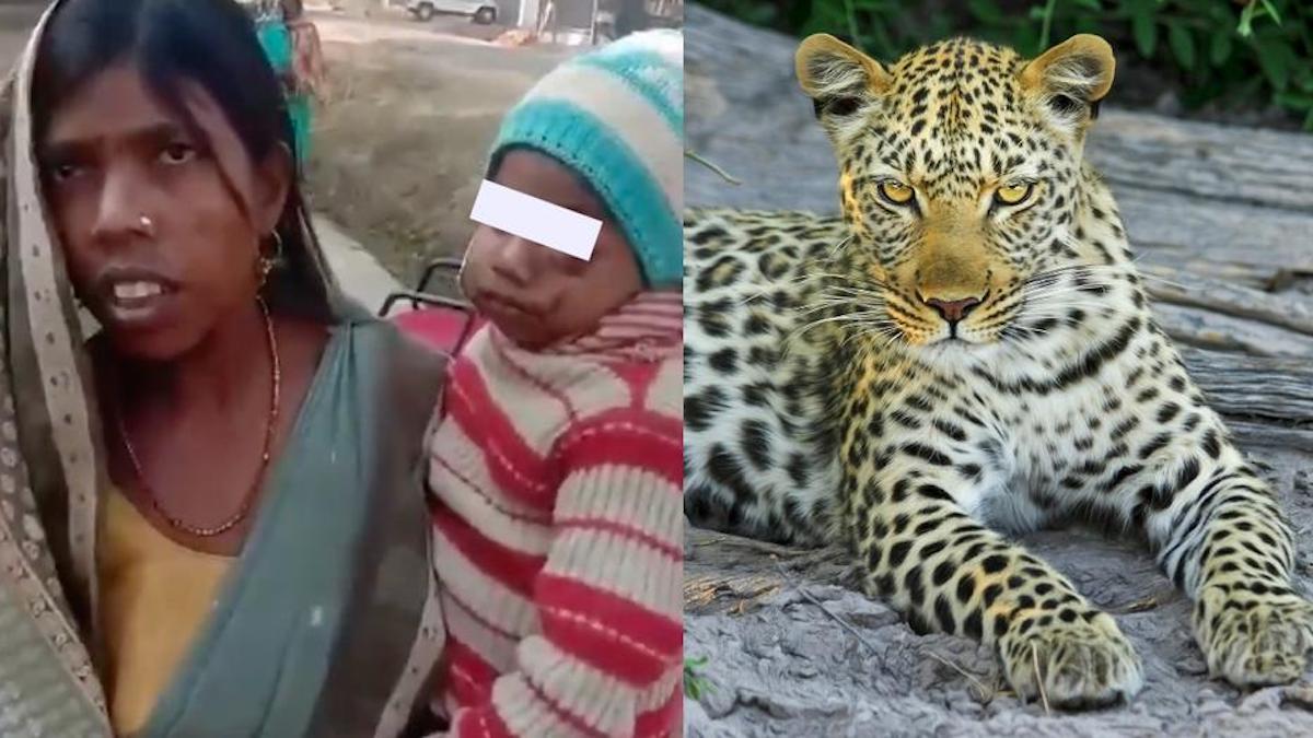 Une mère se bat contre un léopard pour sauver son fils, sans se soucier de perdre la vie.