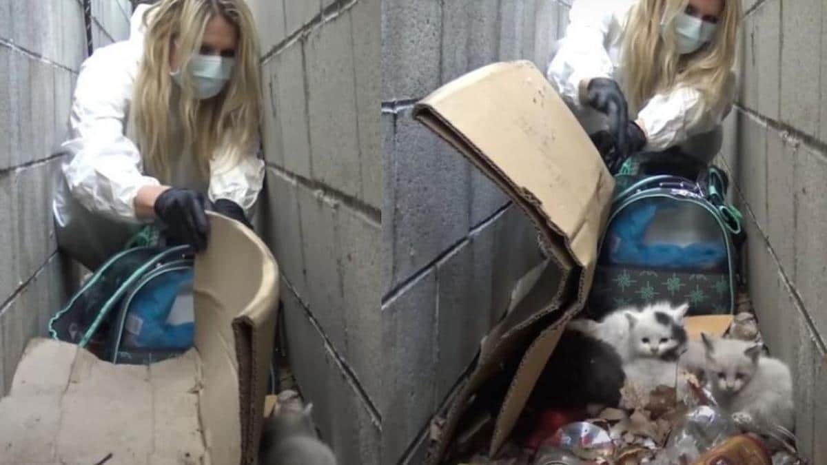 VIDÉO : Des chatons sauvés d'une poubelle, ils survivent au froid