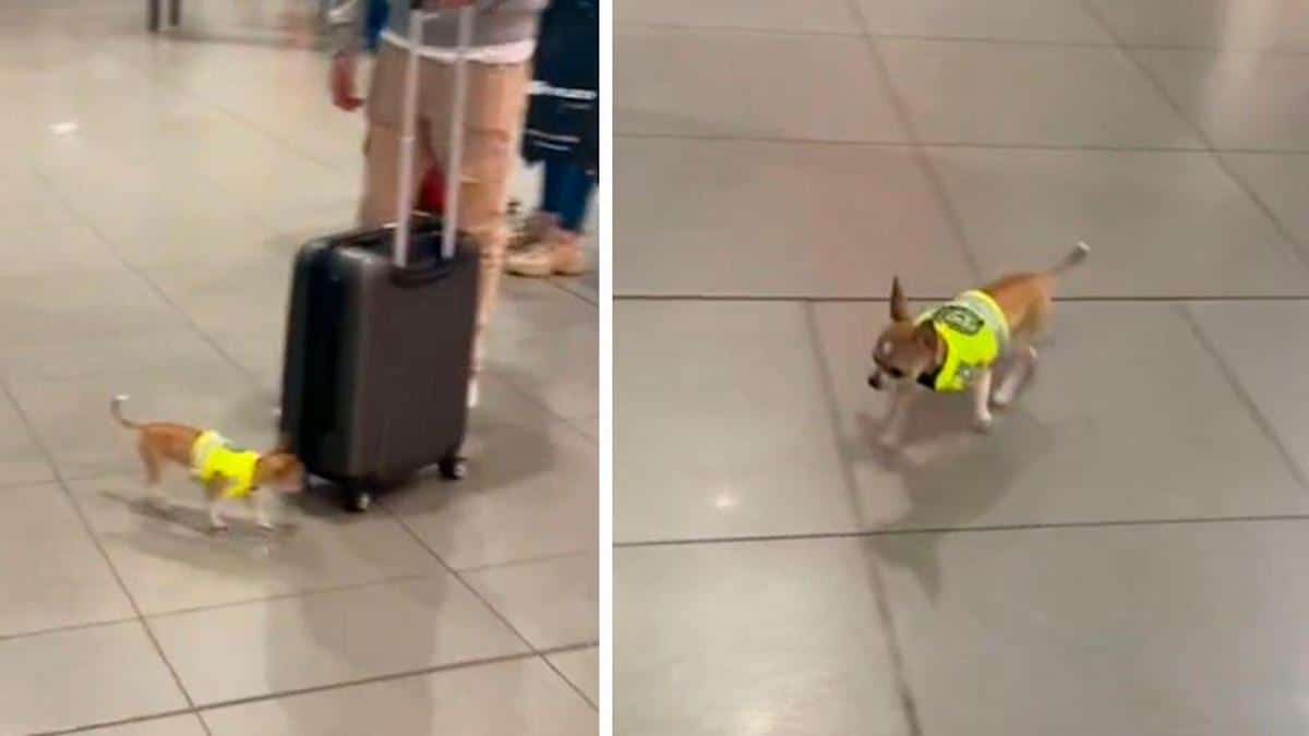 Vidéo : Un chien chihuahua fait office de policier à l'aéroport et rend le cœur de tout le monde plus tendre
